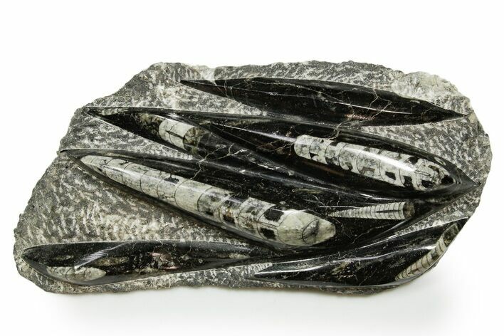 Polished Fossil Orthoceras (Cephalopod) Plate - Morocco #372648